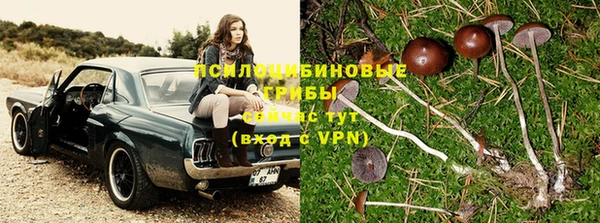 стафф Арсеньев