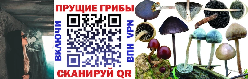 Псилоцибиновые грибы прущие грибы  Купить закладки  Карачев 